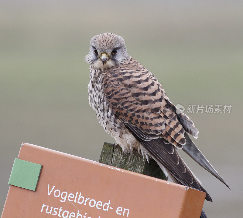 红隼(Falco tinnunculus)雌性